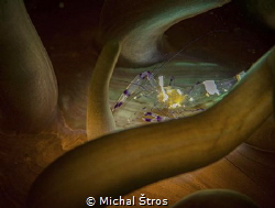 Anemone shrimp..using snoot by Michal Štros 